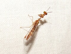 Austromantispa