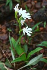 Habenaria suaveolens