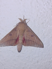 Adeloneivaia subangulata