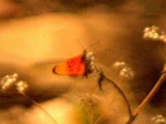 Acraea acrita acrita