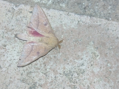 Adeloneivaia subangulata