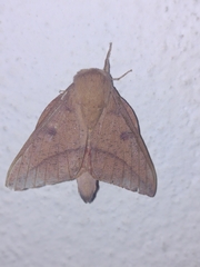 Adeloneivaia subangulata