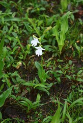 Habenaria suaveolens