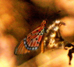 Acraea acrita acrita