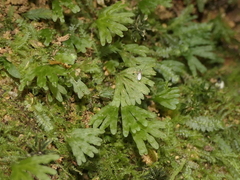 Hymenophyton flabellatum