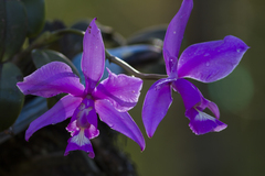 Cattleya nobilior
