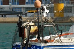 Microcarbo coronatus