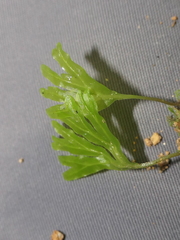 Hymenophyton flabellatum