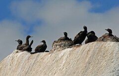 Phalacrocorax neglectus