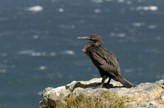 Phalacrocorax neglectus