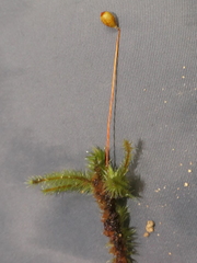 Breutelia pendula