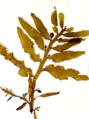 Phaeophyceae