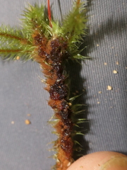 Breutelia pendula