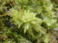 Sphagnum cristatum