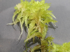 Sphagnum cristatum