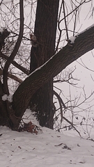 Sciurus vulgaris