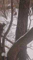 Sciurus vulgaris