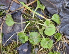 Pyrola rotundifolia