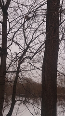 Sciurus vulgaris