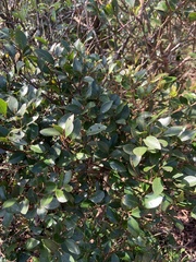 Syzygium elliptifolium