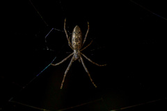 Cyrtophora cicatrosa