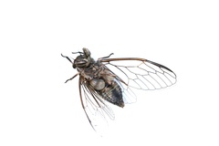 Physeema labyrinthica