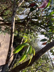 Elaeocarpus japonicus