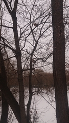 Sciurus vulgaris