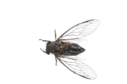 Physeema labyrinthica (Walker, 1850)