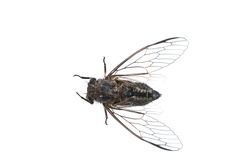 Physeema labyrinthica