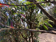 Elaeocarpus japonicus