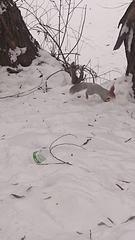 Sciurus vulgaris