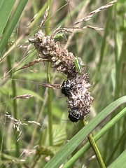 Conocephalus semivittatus