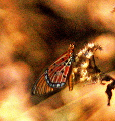 Acraea acrita acrita