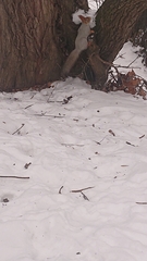 Sciurus vulgaris