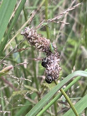Conocephalus semivittatus
