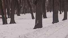Sciurus vulgaris