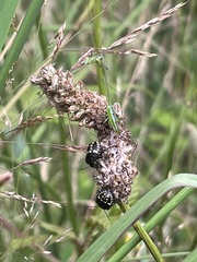 Conocephalus semivittatus