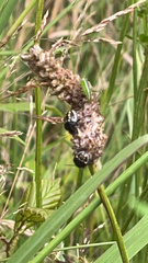 Conocephalus semivittatus