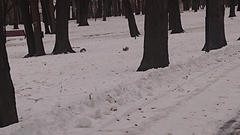 Sciurus vulgaris