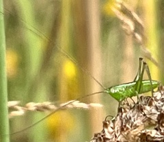 Conocephalus semivittatus