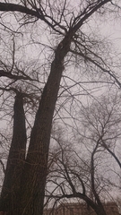 Sciurus vulgaris