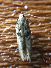 Aristotelia paradesma