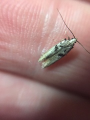 Aristotelia paradesma