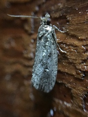 Cryptaspasma querula