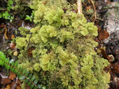 Trichocolea mollissima