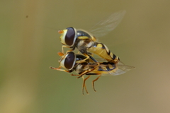 Simosyrphus