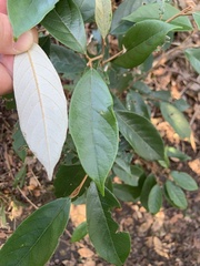 Styrax suberifolius