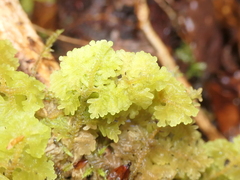 Trichocolea mollissima