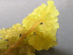 Trichocolea mollissima